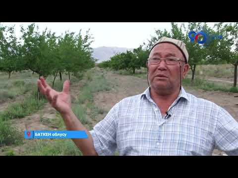 Видео: Түркиядан 600 түп алма көчөтүн алып келип отургузган Баткендик багбан | Өнүгүүгө карай