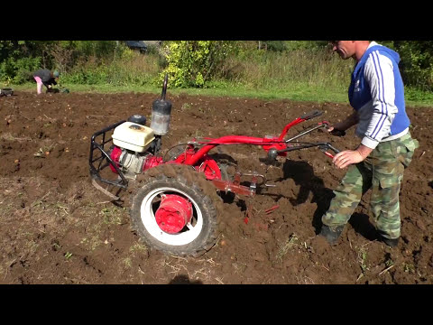 Видео: Копка картофеля выкапывателем 2017
