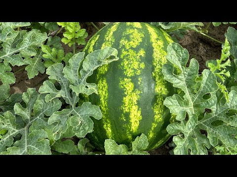 Видео: Кавун 🍉 на Сарненщині достигає