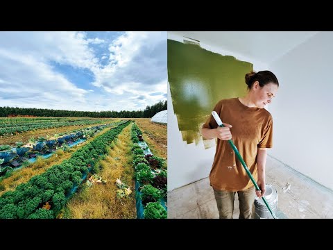 Видео: Наш уютный уголок на Аляске: будни, ферма и краска. (70)
