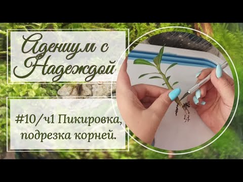 Видео: Адениум с Надеждой. 🌱 Пикировка сеянцев адениума. 🌱 Обрезка корневой. 🌱 Часть 1.