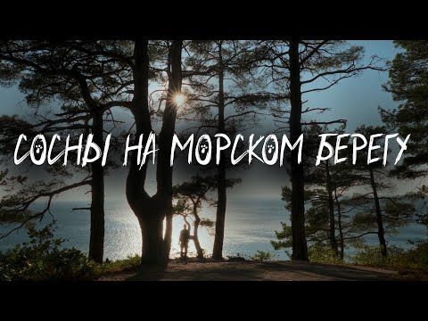 Видео: Сосны на морском берегу