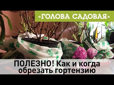 Видео: Голова садовая - ПОЛЕЗНО! Как и когда обрезать гортензию