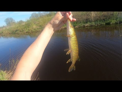 Видео: ЛОВЛЯ РЫБЫ НА РЕКЕ JÕELÄHTME