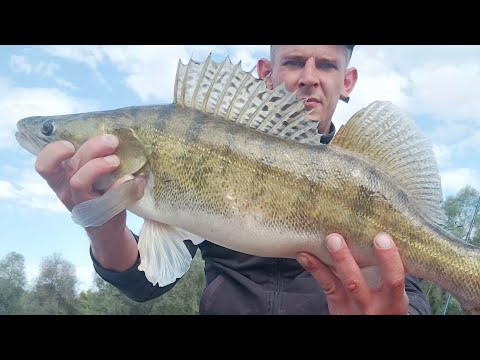 Видео: ЛОВЛЯ СУДАКА НА ДЖИГ В СЕНТЯБРЕ