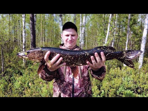 Видео: Рыбалка на щуку и других рыб. В озере щука, которая рвет снасти