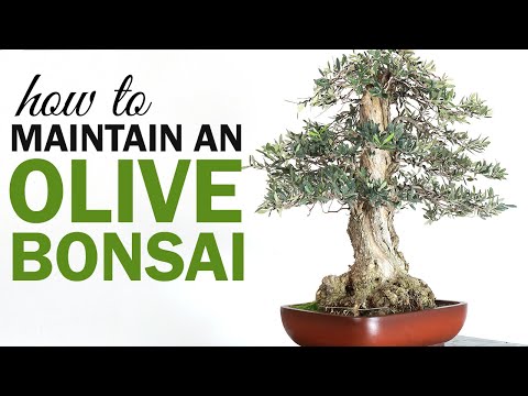 Видео: Как ухаживать за большим бонсай из оливы (работа с мертвыми ветвями)
