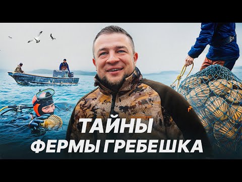 Видео: ФЕРМА ГРЕБЕШКА: как добывают морской деликатес в Приморье.