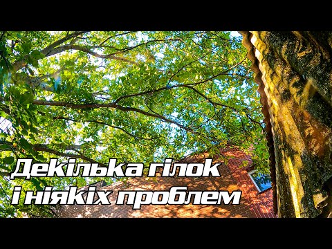 Видео: Обрізка горіха