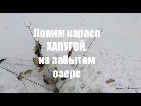 Видео: ХАПУГА в деле и трещит от карасей.