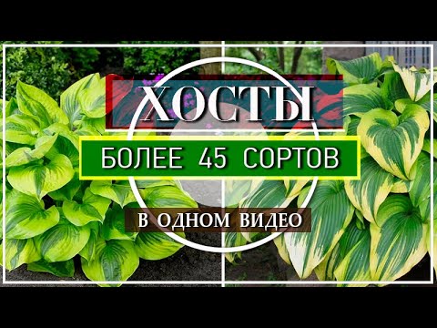 Видео: ХОСТЫ / БОЛЕЕ 45 СОРТОВ Хост в Моем Саду / ОБЗОР