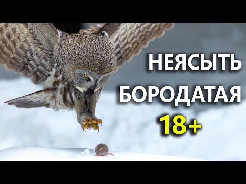 Видео: Бородатый репортаж. 🦉 Дневник натуралиста 25-27 февраля 2024 г.