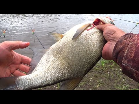 Видео: ЛОВЛЯ ЛЕЩА НА САЛО И КУКУРУЗУ ! Рыбалка на донки! Рыбалка на Оке!