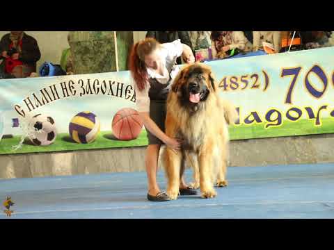 Видео: Леонбергер(Leonberger), всё о породе. Монопородная выставка в Ярославле.