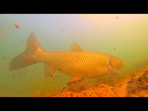 Видео: НАШЕЛ СТАЮ ОГРОМНЫХ АМУРОВ! ЛОВЛЮ их НА ПОПЛАВОК) Рыбалка на Белого Амура, и Судака.