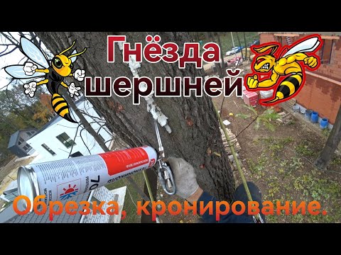 Видео: Гнёзда шершней. Обрезка сухих веток, лишних побегов дуба.