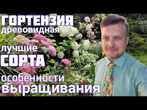 Видео: Лучшие СОРТА ГОРТЕНЗИИ древовидной👑 особенности выращивания👑 ЦВЕТЕНИЕ коллекции👑 нашего САДА 