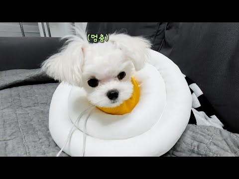 Видео: Щенок, который очень милый в неккарном образе