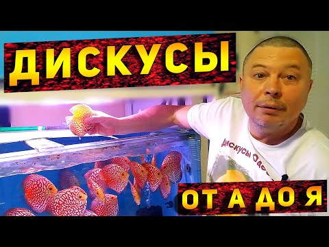 Видео: Содержание, Кормление и Разведение ДИСКУСА и СКАТА от Игоря Тегая!