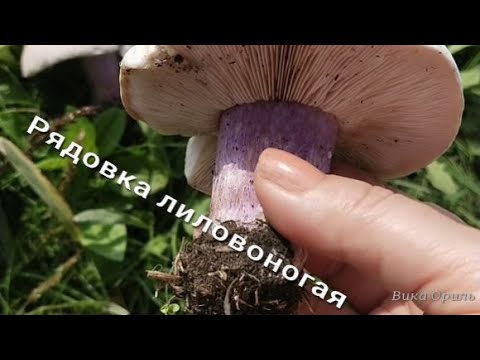 Видео: РЯДОВКА ЛИЛОВОНОГАЯ. ВНИМАНИЕ, увидите этот гриб, ЗАБИРАЙТЕ с собой ! Собираем грибы в Камянском.