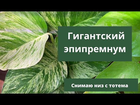 Видео: Гигантский эпипремнум. Снимаю низ с тотема