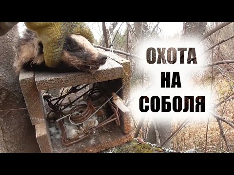 Видео: Охота на соболя капканами новый сезон 2020-2021.Налаживаю путик