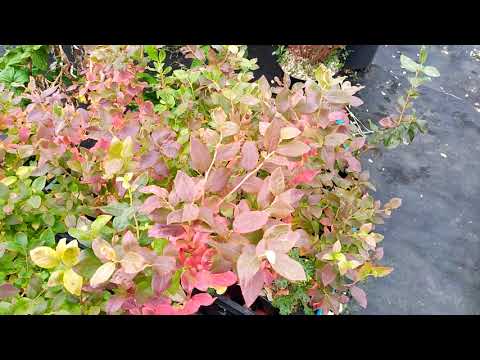 Видео: Поговорим о голубике. Отвечаю на ваши вопросы.