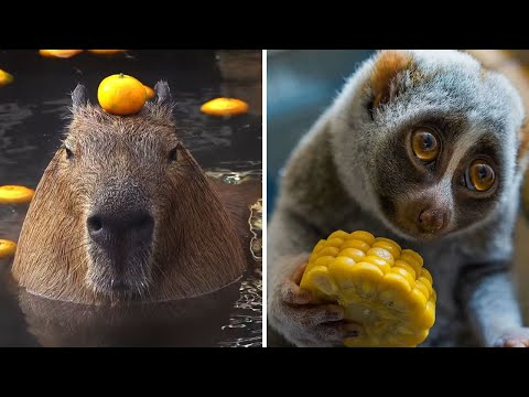 Видео: ▽ Каких диких животных можно держать как домашних