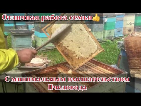 Видео: Как сработал 16-ти рамочный лежак на 2-х корпусах и магазине?