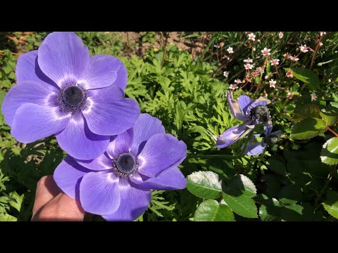 Видео: Анемоны🌸Уход.Посадка.