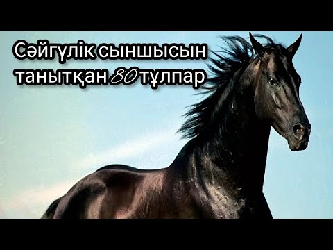 Видео: Мінайхан Тотайұлын сыншы еткен 80 Сәйгүлік