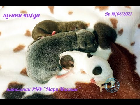 Видео: ОСТОРОЖНО! НЕ ПОВТОРЯТЬ! Принимаем РОДЫ у чихуахуа / НОВОРОЖДЕННЫЕ Щенки ЧИХУА /питомник Мари Мистик