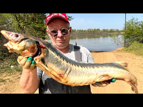 Видео: ВКУСНЫЙ ОСЕТР С ОВОЩАМИ ! ХАШЛАМА НА КОСТРЕ
  #рецепт #осетр #хашлама