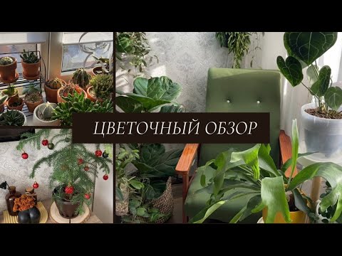 Видео: ОБЗОР РАСТЕНИЙ. Цветочные изменения 🌱