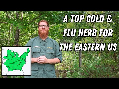 Видео: Коренные индейцы показали первым поселенцам Америки это мощное лекарство