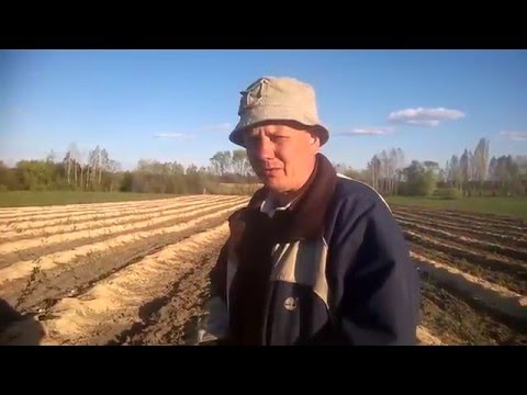 Видео: Монтаж орошения плантации голубики .