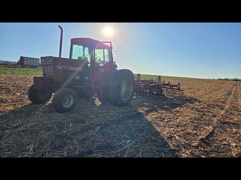 Видео: Рабочая площадка для озимой ржи и новый для меня мини-погрузчик