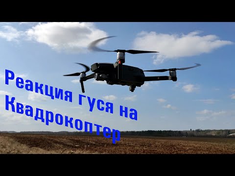Видео: Реакция гусей на квадрокоптер