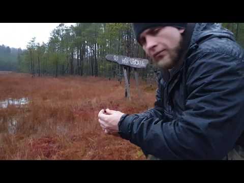 Видео: В болото! За медведями и клюквой