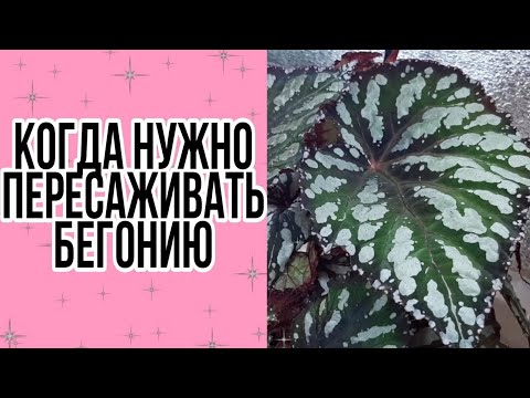 Видео: БЕГОНИИ ДЕКОРАТИВНОЛИСТВЕННЫЕ/КОМНАТНЫЕ ЦВЕТЫ