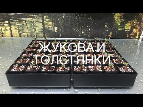 Видео: Пикировка Адениумов и обрезка центрального корня.
