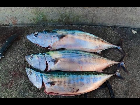 Видео: Обновление Bonito от 27 октября. Поторопитесь, они всё ещё кусаются, и они голодны.