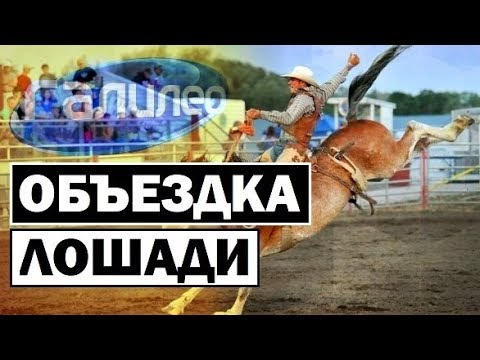 Видео: Галилео 🐎 Как приручить лошадь? [Horses dressage]