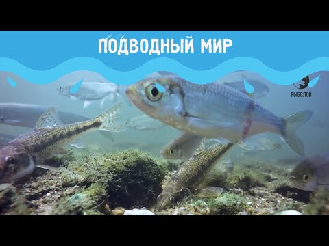 Видео: Подводный мир 2 сезон. Выпуск 3