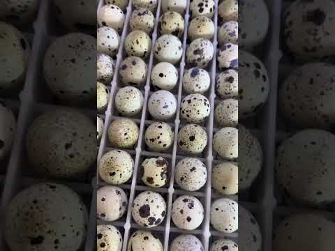 Видео: Бедана очириш ўргатамиз 