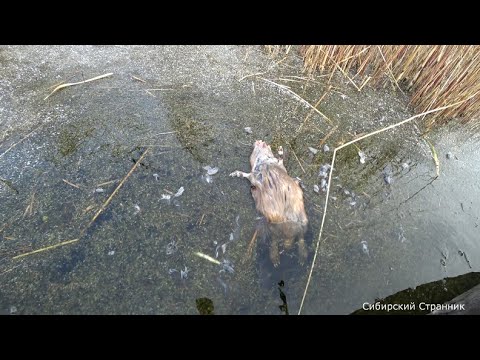 Видео: Кто же с ней сделал такое? Сибирь закрывается по утке.