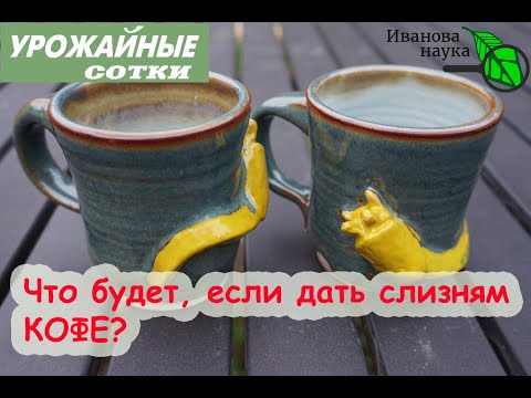 Видео: СЛИЗНИ и КОФЕ! Эффективный способ избавиться от слизней и улиток? Не уверен....