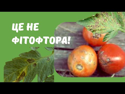 Видео: Що з томатами: фітофтора чи альтернаріоз?