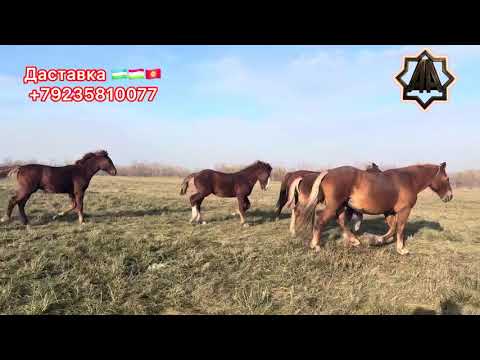 Видео: Г Абакан Дилмурад Хожи 2025 йил Қулун Тойлар Савдоси Авжида Ака Укалар Йилқилари. 21.10.2025 йил