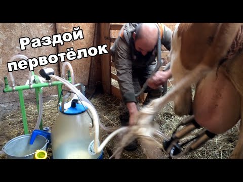 Видео: Раздой первотелок